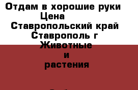 Отдам в хорошие руки › Цена ­ 100 - Ставропольский край, Ставрополь г. Животные и растения » Собаки   